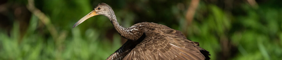 中型棕鸟长脖子和嘴开始从绿草起飞