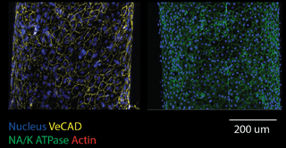 原位血管内皮细胞(左)和管状上皮细胞(右),彩色:核(蓝色),VeCAD(黄色),钠/钾atp酶(绿色),肌动蛋白(红色)